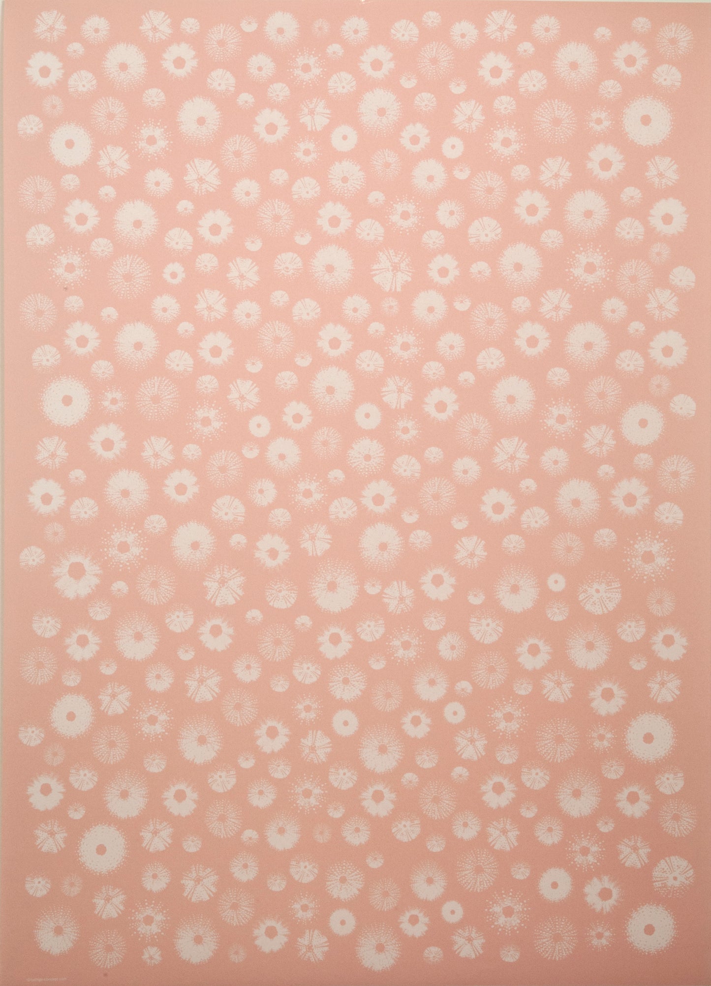 Gift wrap all seasons - Sea urchin Pink