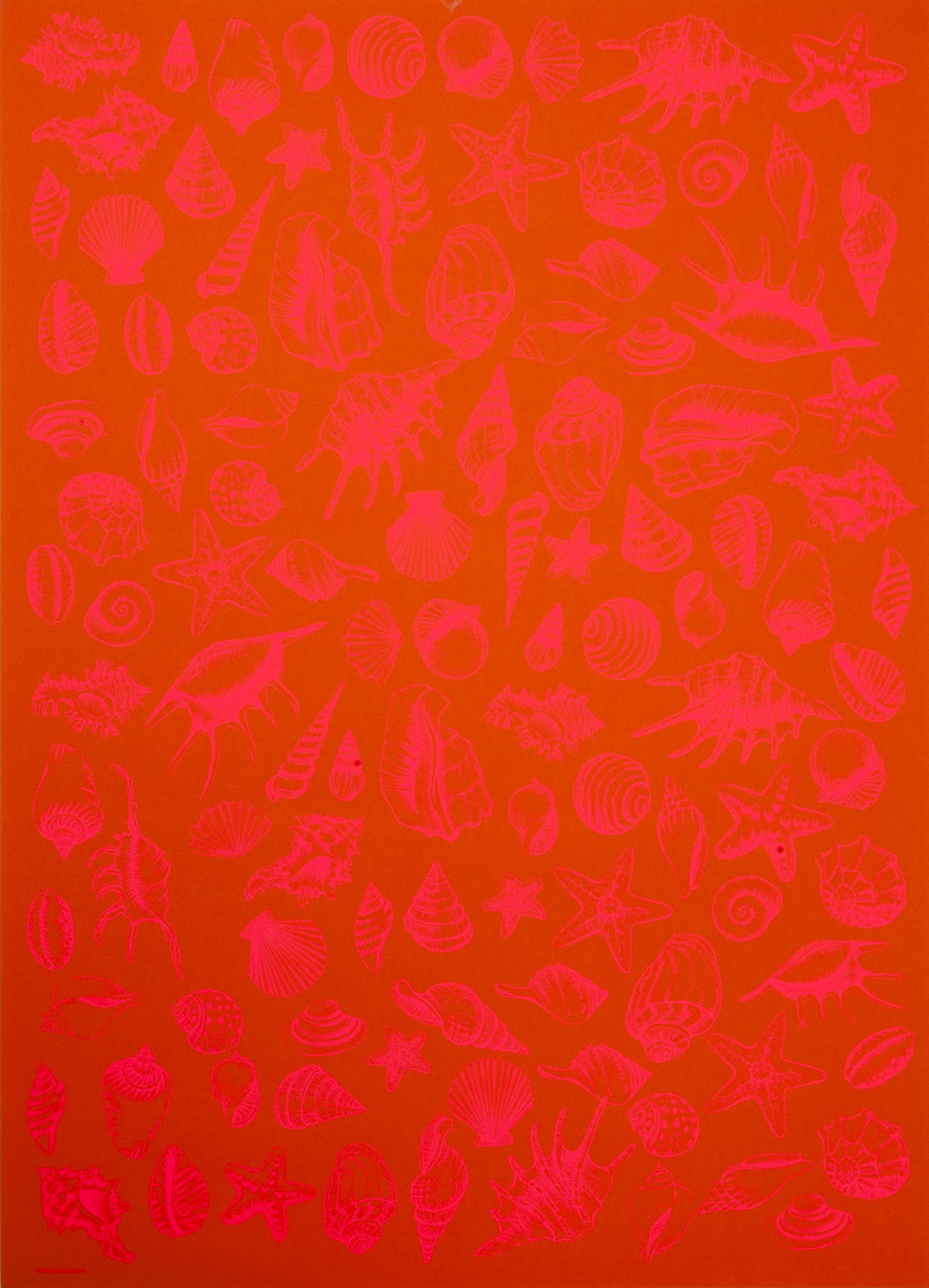 Gift wrap all seasons - Mussels Orange